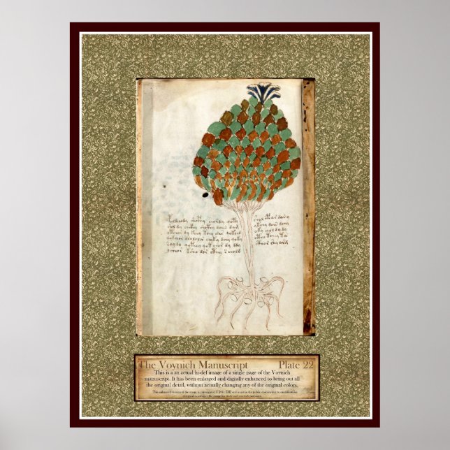 Voynich Plate 22 Poster (Framsidan)