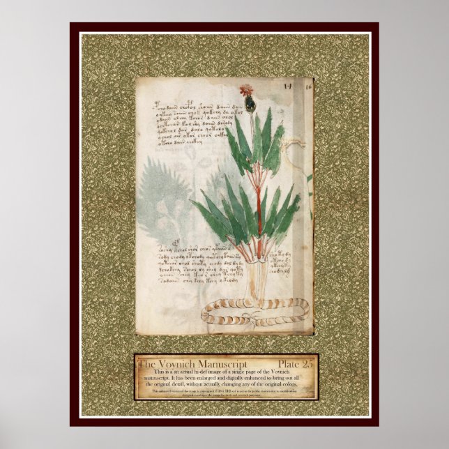 Voynich Plate 25 Poster (Framsidan)