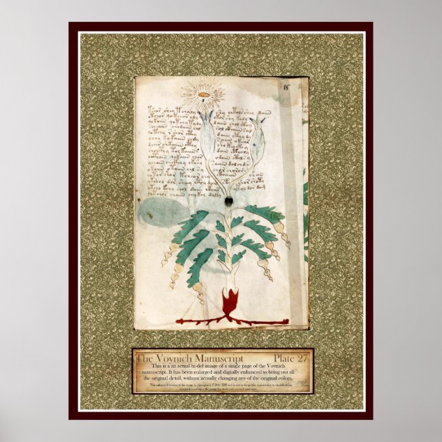 Voynich Plate 27 Poster (Framsidan)