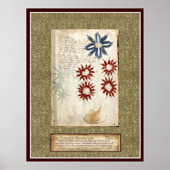 Voynich Plate 30 Poster (Framsidan)