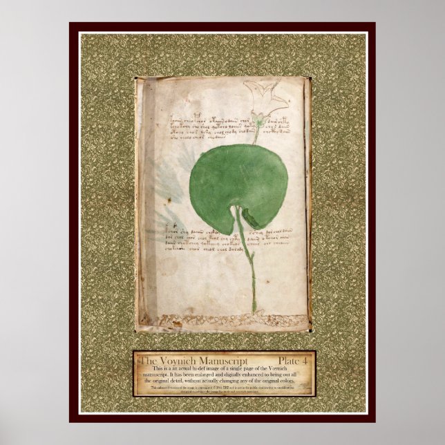 Voynich Plate 4 - Botanisk illustration Poster (Framsidan)
