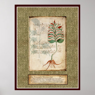Voynich Plate 5 - Botanisk illustration Poster