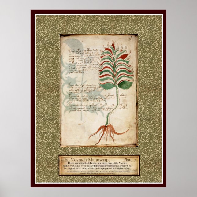 Voynich Plate 5 - Botanisk illustration Poster (Framsidan)