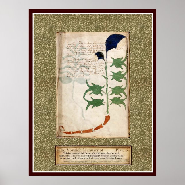 Voynich Plate 6 Poster (Framsidan)