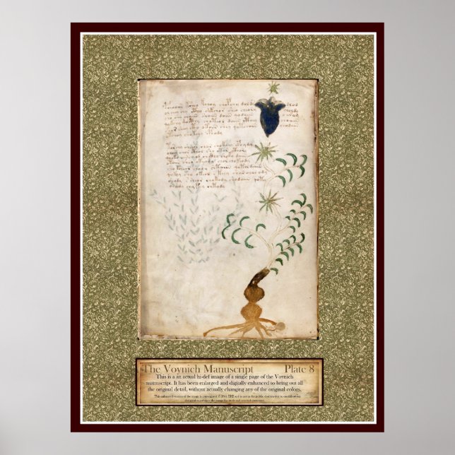 Voynich Plate 8 Poster (Framsidan)