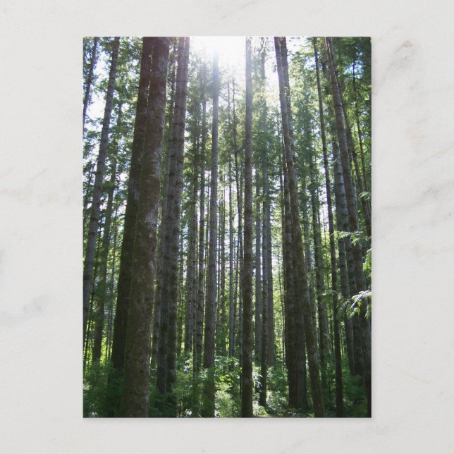 Vräd på ön Vancover Vykort (Framsida)