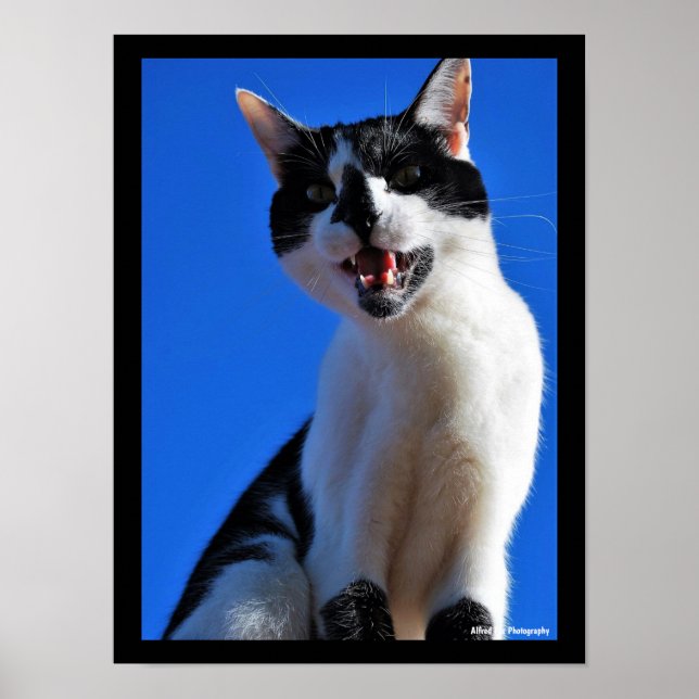 Vrål från huskatten poster (Framsidan)