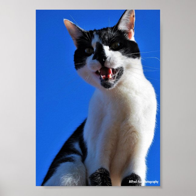 Vrål från huskatten poster (Framsidan)