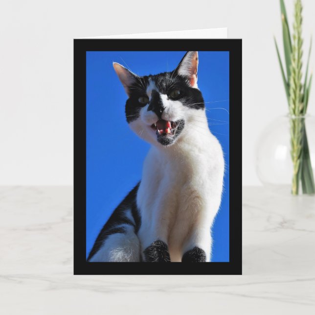 Vrål från tamkatt kort (Framsida)