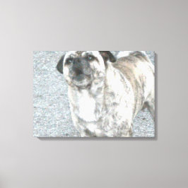 Vrålande Bulldog Canvastryck