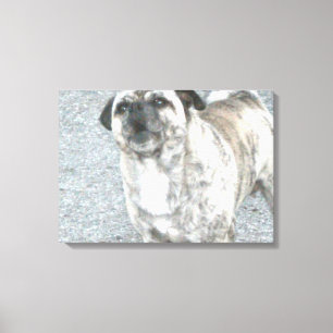 Vrålande Bulldog Canvastryck