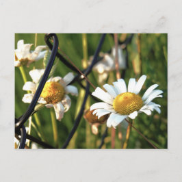 Vrede achter het hek. In bloemen illustratief. Vykort