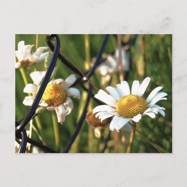 Vrede achter het hek. In bloemen illustratief. Vykort (Framsida)