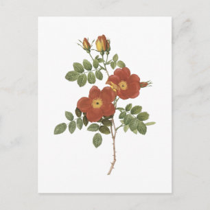 Vresros(Rosa eglanteria) av Redouté Vykort