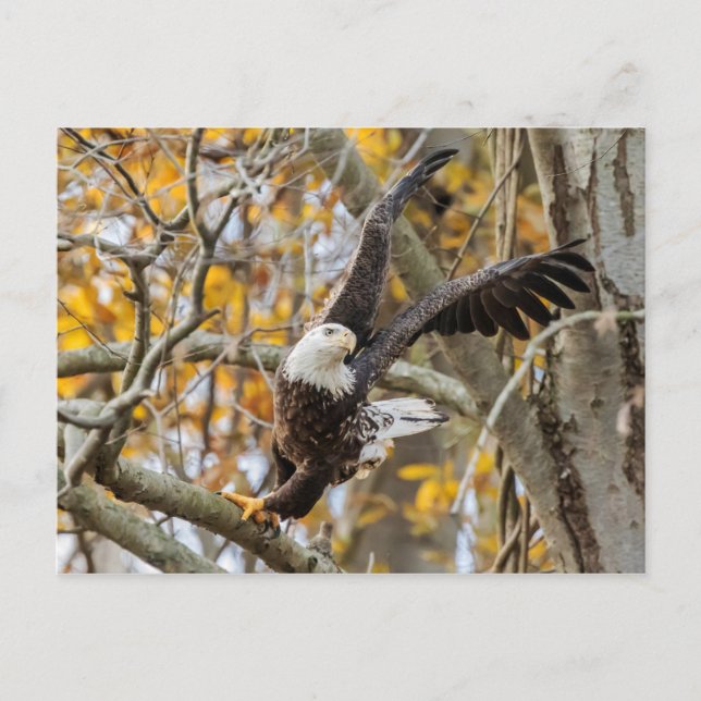 Vrid- och lanseringseagle vykort (Framsida)