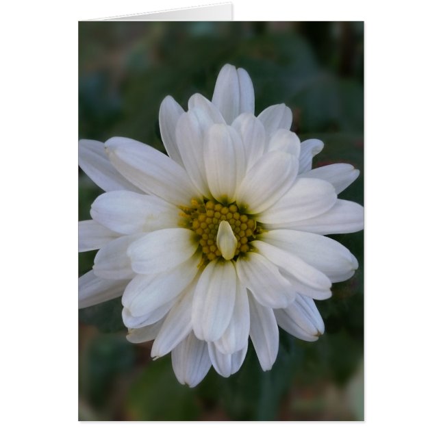 vriden vit petal hälsningskort (Framsidan)