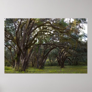Vridet levande Oakstryck Poster