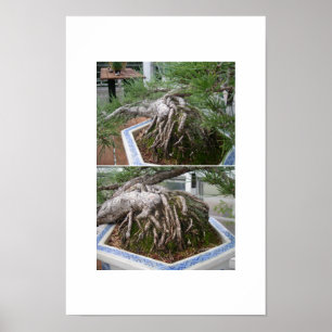 vridna bonsai poster