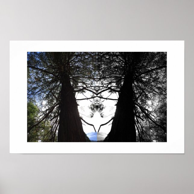 Vridna grenar Yosemite Reflexionsfotografi Poster (Framsidan)