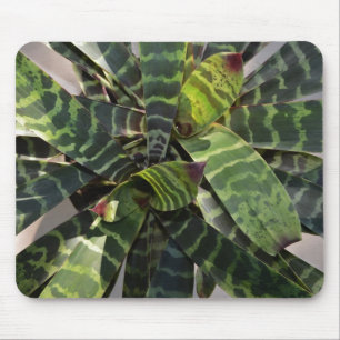 Vriesea Splendens Bromeliad växt görade randig l Musmatta