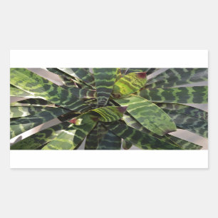 Vriesea Splendens Bromeliad växt görade randig l Rektangulärt Klistermärke