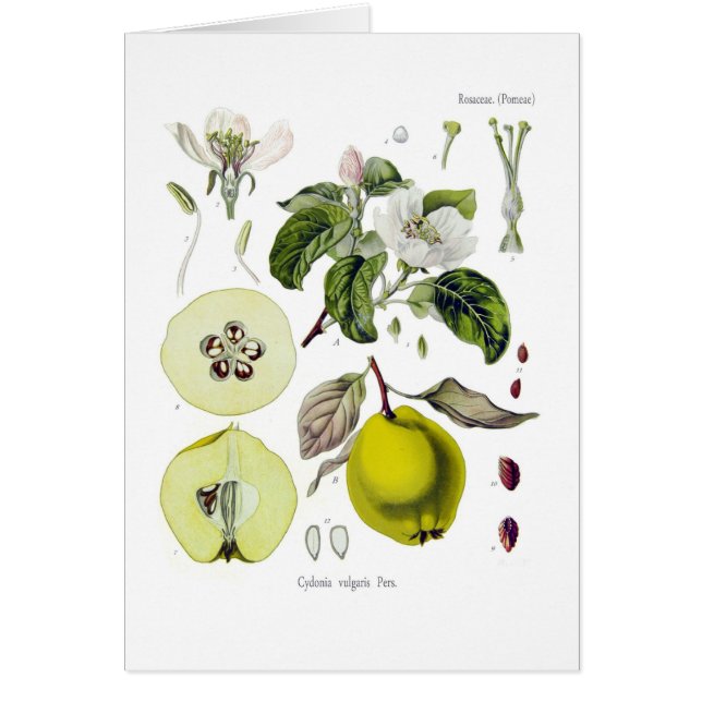 Vulgaris Cydonia (quincen) Hälsningskort (Framsidan)