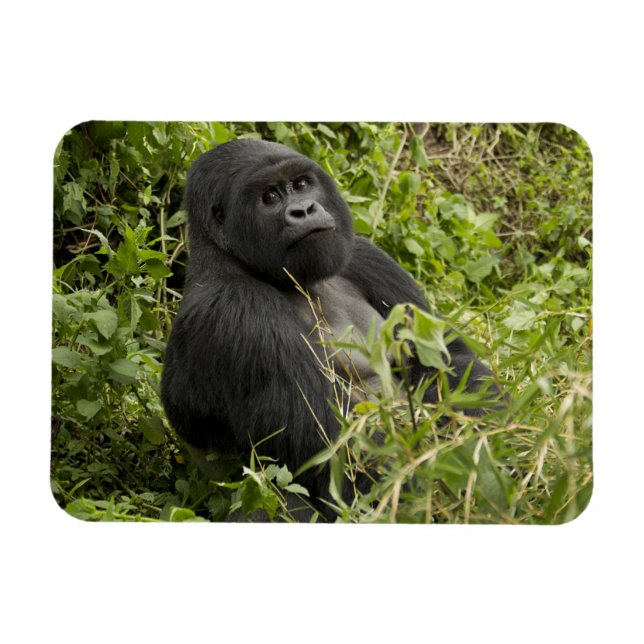 Vulkaners nationalpark, bergsgorilla magnet (Horisontell)