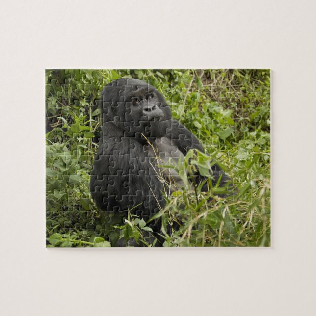 Vulkaners nationalpark, bergsgorilla pussel (Horisontell)