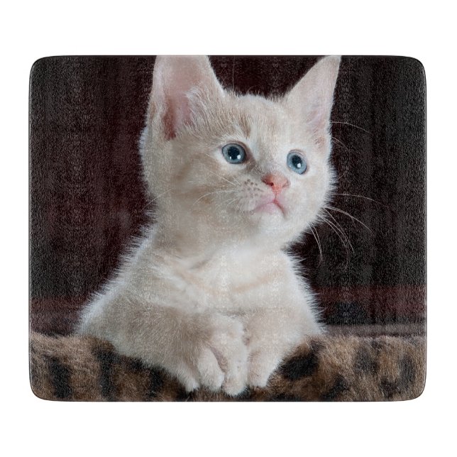 Vulnerable White Kitten (Framsidan)