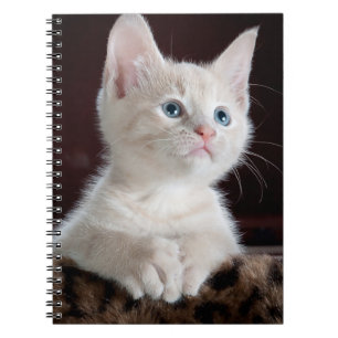 Vulnerable White Kitten Anteckningsbok