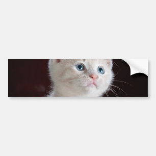Vulnerable White Kitten Bildekal