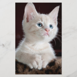 Vulnerable White Kitten Brevpapper