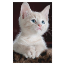 Vulnerable White Kitten