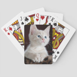 Vulnerable White Kitten Casinokort