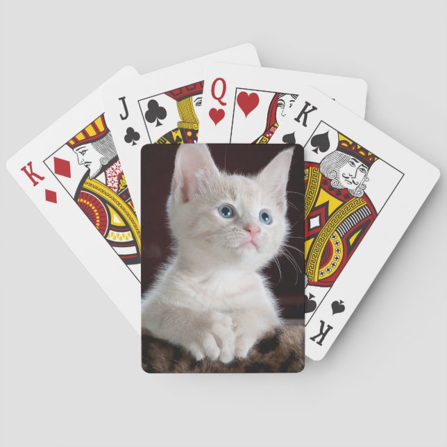 Vulnerable White Kitten Casinokort (Baksidan)