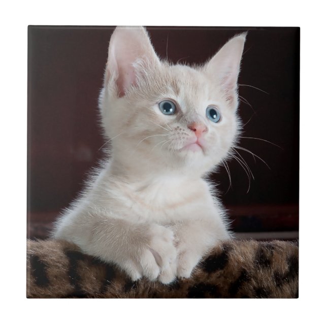 Vulnerable White Kitten Kakelplatta (Framsidan)