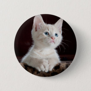 Vulnerable White Kitten Knapp