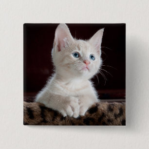 Vulnerable White Kitten Knapp
