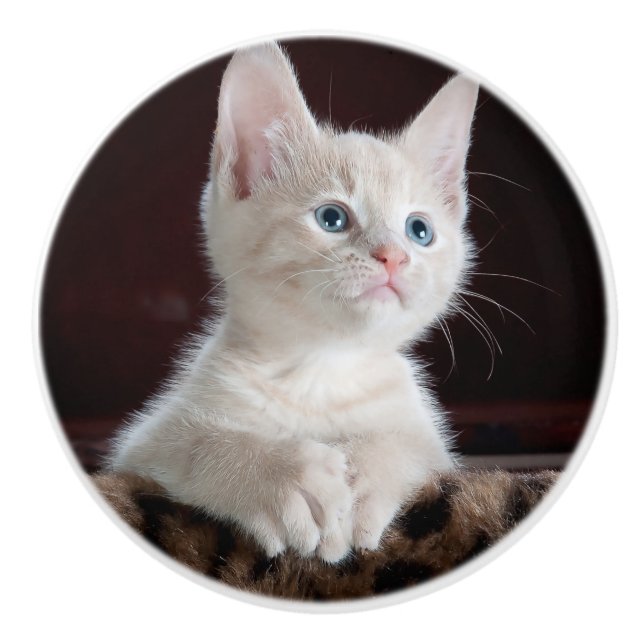 Vulnerable White Kitten Knopp (Framsidan)