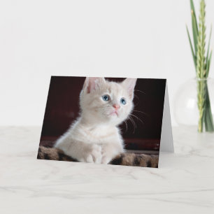 Vulnerable White Kitten Kort