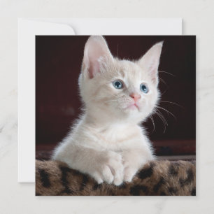 Vulnerable White Kitten Kort