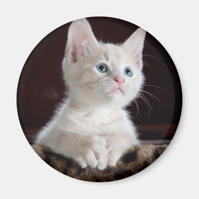 Vulnerable White Kitten Magnet (Framsidan)