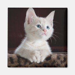 Vulnerable White Kitten Magnet