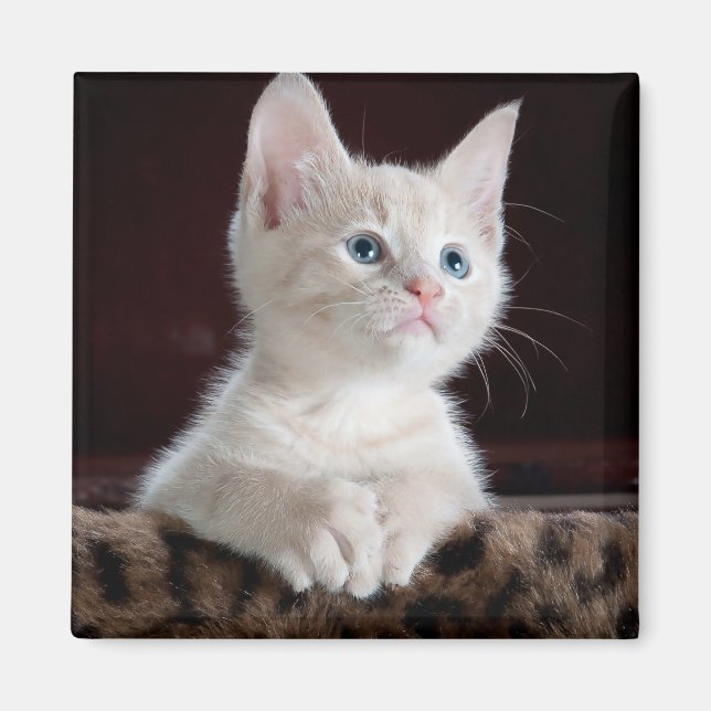 Vulnerable White Kitten Magnet (Framsidan)