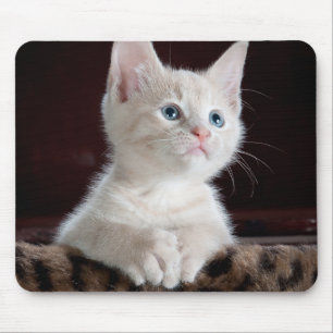 Vulnerable White Kitten Musmatta