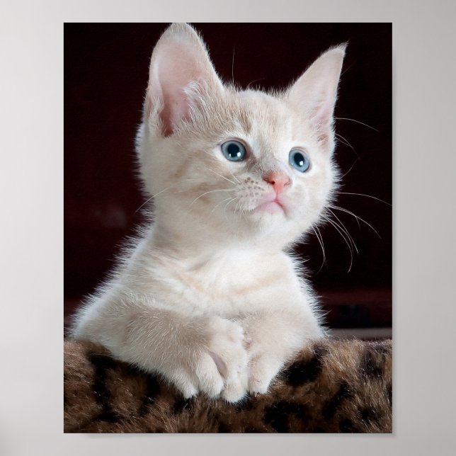 Vulnerable White Kitten Poster (Framsidan)