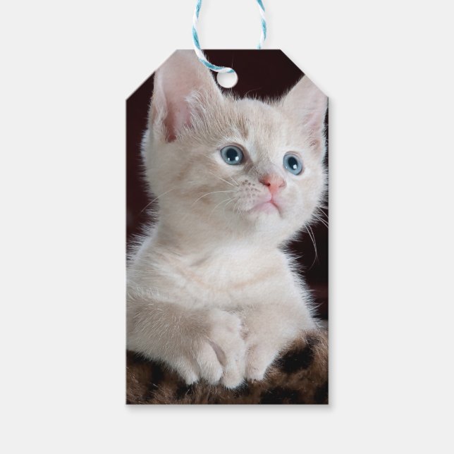 Vulnerable White Kitten Presentetikett (Framsidan)