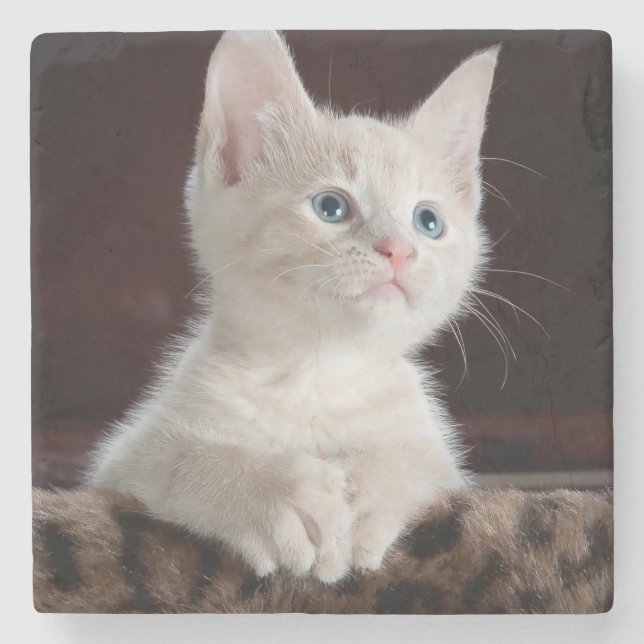 Vulnerable White Kitten Stenunderlägg (Framsidan)