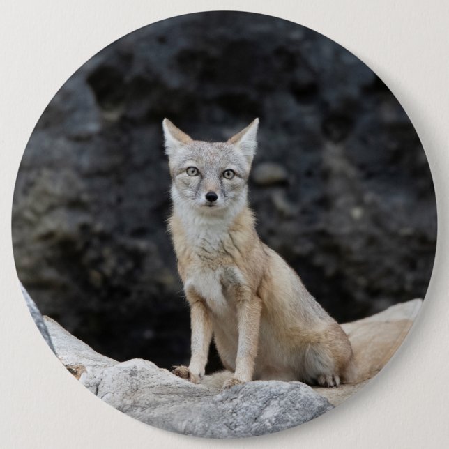 Vulpes corsac knapp (Framsida)