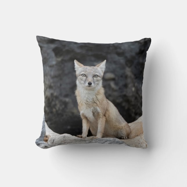 Vulpes corsac kudde (Framsida)